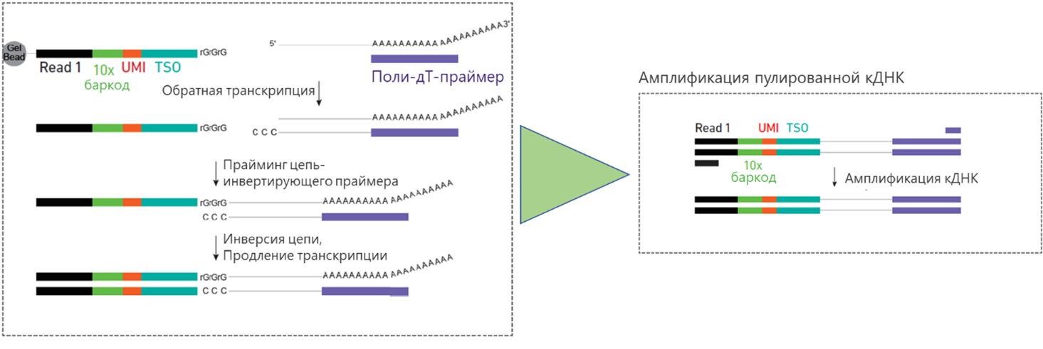 Схема построения первой цепи и закрепления цепь-инвертрирующего праймера..png