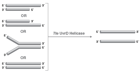 Tte UvrD ДНК-геликаза