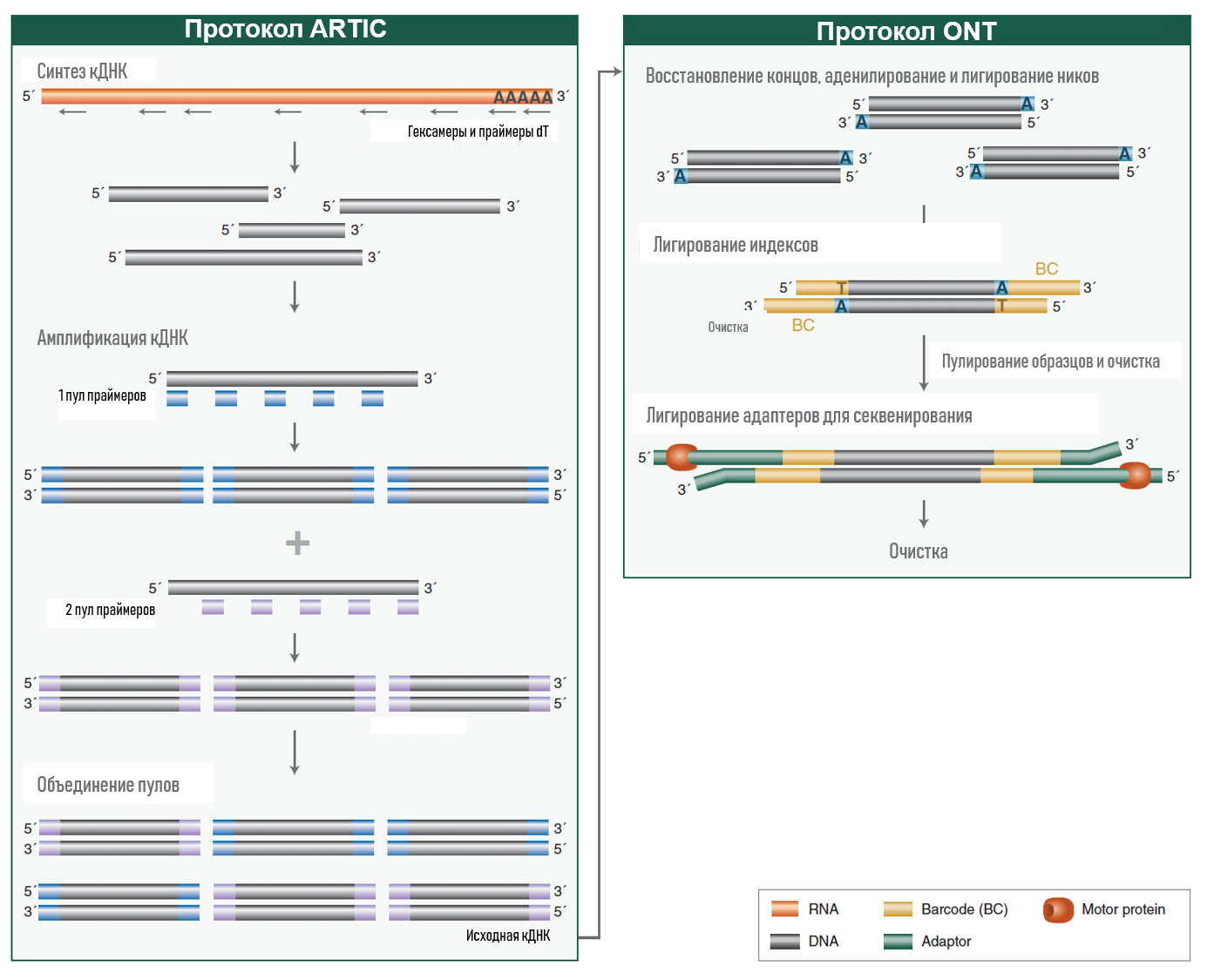 Схема протокола работы с модулем NEBNext® ARTIC SARS-CoV-2 для подготовки библиотек ДНК (Oxford Nanopore Technologies®)