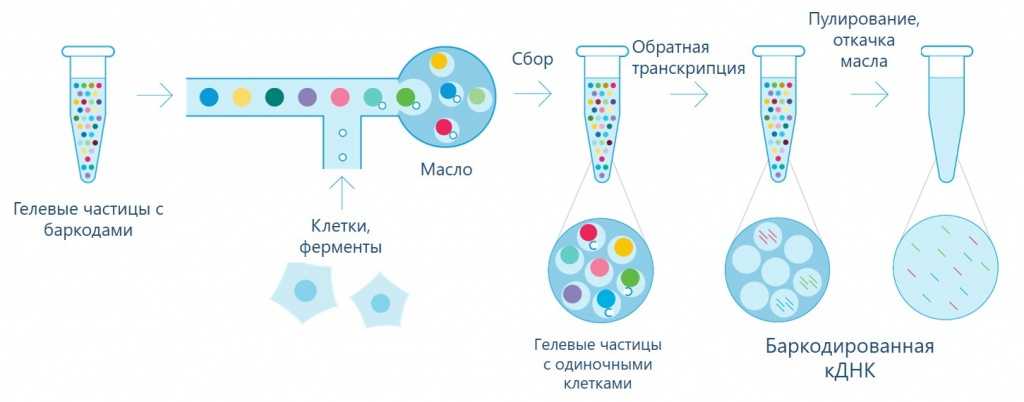 Распределение клеток по индивидуальным эмульсионным каплям