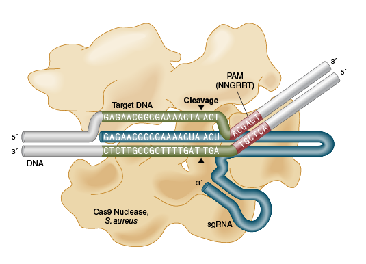 Нуклеаза EnGen® Sau Cas9