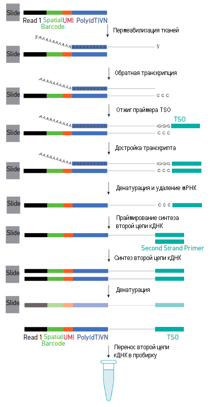 Синтез первой и второй цепи кДНК на слайде Visium
