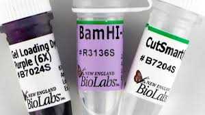 Эндонуклеаза рестрикции BamHI-HF®