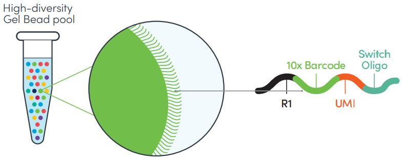 5-экспрессия баркодирование.JPG